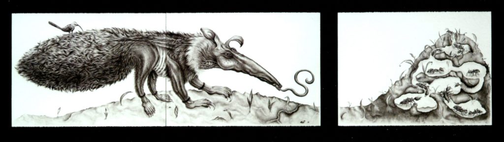 A black-and-white illustration shows a furry, anteater-like creature with a long snout sniffing near the ground in Santa Barbara County. Next to it is a cutaway view of an ant colony, with ants crawling inside tunnels.